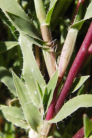 Tragus racemosus \ Traubiges Klettengras / Spike Burr Grass, F Lauterbourg 8.9.2012