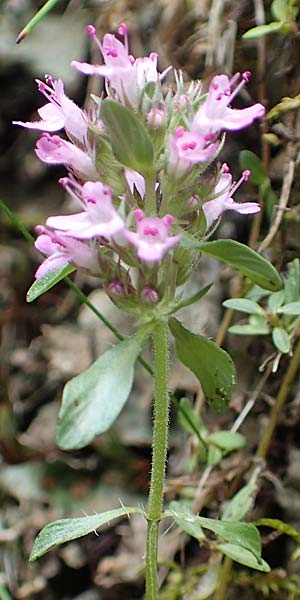 Thymus praecox \ Frhblhender Thymian, Kriech-Quendel / Mother of Thyme, F Pyrenäen/Pyrenees, Canigou 24.7.2018