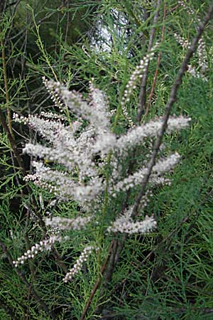 Tamarix africana \ Afrikanische Tamariske / African Tamarisk, F Mauguio 13.5.2007