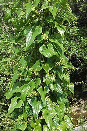 Dioscorea communis \ Schmerwurz / Black Bryony, F Corbières, Talairan 13.5.2007