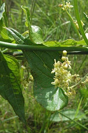 Dioscorea communis \ Schmerwurz / Black Bryony, F Causse du Larzac 15.5.2007