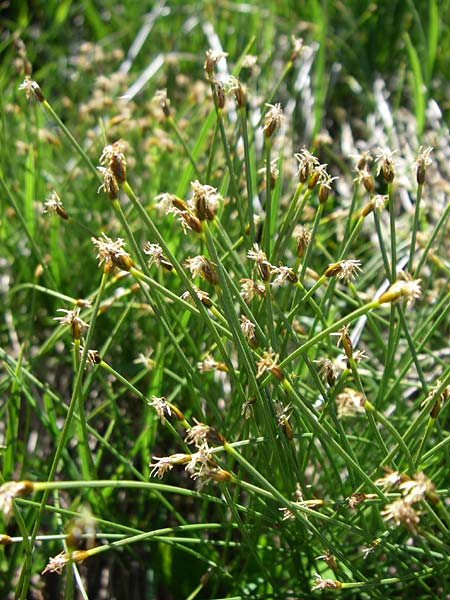 Trichophorum cespitosum subsp. cespitosum \ Gewhnliche Rasenbinse / Deer Grass, F Col de Saisies 21.6.2008