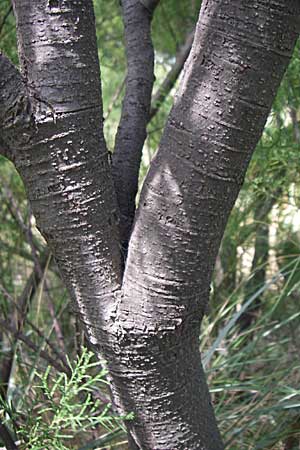 Tamarix africana \ Afrikanische Tamariske / African Tamarisk, F Toreilles 24.6.2008
