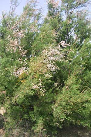 Tamarix africana \ Afrikanische Tamariske / African Tamarisk, F Toreilles 24.6.2008