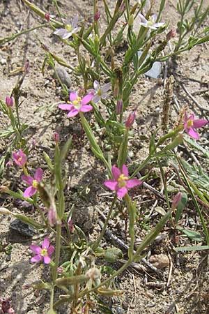 Centaurium pulchellum \ Kleines Tausendgldenkraut / Branched Centaury, F Toreilles 24.6.2008
