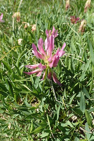Trifolium alpinum \ Alpen-Klee / Alpine Clover, F Col de la Cayolle 9.7.2016