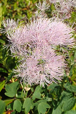 Thalictrum aquilegiifolium \ Groe Wiesenraute, Akeleiblttrige Wiesenraute / French Meadow-Rue, F Collet de Allevard 9.7.2016