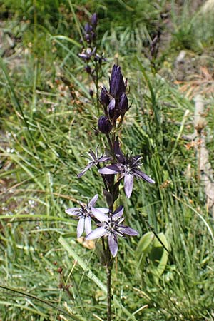Swertia perennis \ Sumpf-Enzian, Tarant / Marsh Felwort, F Pyrenäen/Pyrenees, Mont Louis 3.8.2018