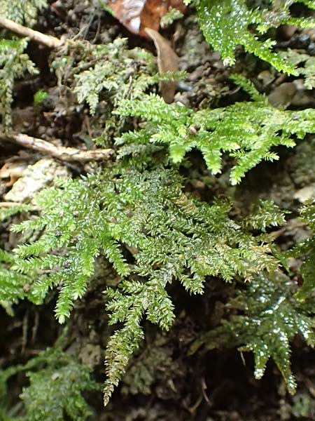 Thamnobryum alopecurum \ Echtes B�umchen-Moos / Fox-Tail Feather Moss, F Pyren&auml;en/Pyrenees, Gorges de la Fou 10.8.2018