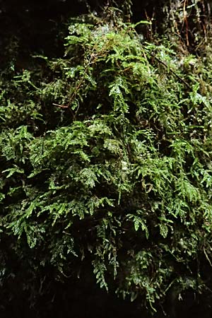 Thamnobryum alopecurum \ Echtes B�umchen-Moos / Fox-Tail Feather Moss, F Pyren&auml;en/Pyrenees, Gorges de la Fou 10.8.2018