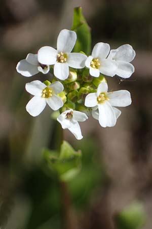Thlaspi arvense \ Acker-Hellerkraut, Acker-Tschelkraut / Field Penny-Cress, F Saint Hubert 3.5.2023