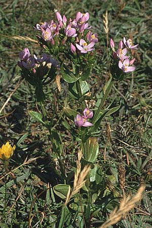 Centaurium erythraea \ Echtes Tausendgldenkraut / Common Centaury, F Bretagne, Batz-sur-Mer 6.7.1984