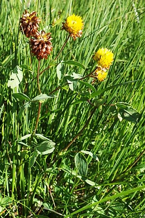 Trifolium badium \ Braun-Klee / Brown Clover, F Collet de Allevard 9.7.2016