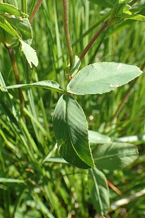 Trifolium badium \ Braun-Klee / Brown Clover, F Collet de Allevard 9.7.2016