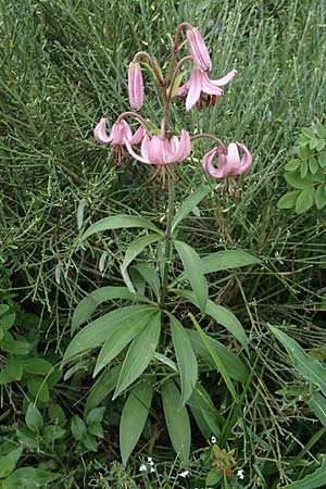 Lilium martagon \ Trkenbund-Lilie / Turkscap Lily, F Pyrenäen/Pyrenees, Canigou 24.7.2018