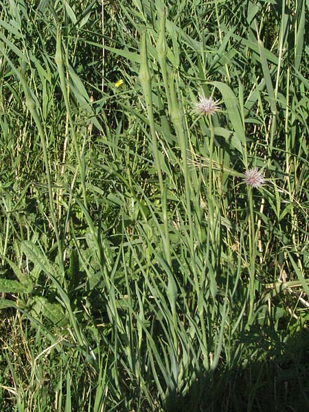 Tragopogon crocifolius \ Safranblttriger Bocksbart, F S. Gilles 7.6.2006