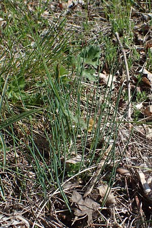 Trichophorum cespitosum subsp. cespitosum \ Gewhnliche Rasenbinse / Deer Grass, F Sisteron 4.5.2023