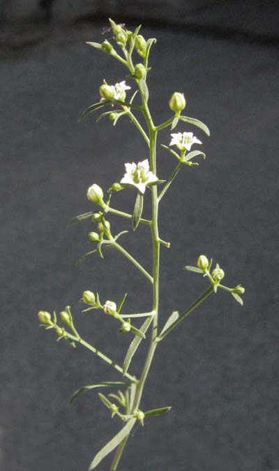 Thesium divaricatum \ Sparriger Bergflachs, Sparriges Leinblatt / Branched Bastard Toadflax, F Serres 10.6.2006