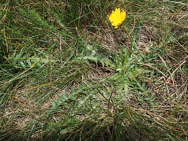 Taraxacum dissectum ? \ Schlitzblttriger Lwenzahn, F Pyrenäen, Mont Llaret 31.7.2018