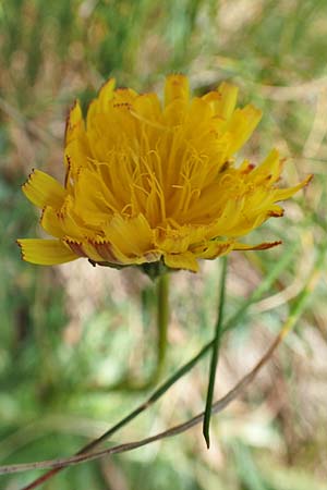 Taraxacum dissectum ? \ Schlitzblttriger Lwenzahn, F Pyrenäen, Mont Llaret 31.7.2018