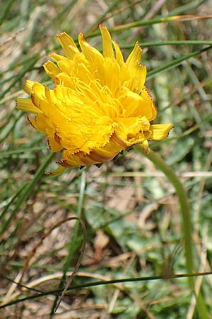 Taraxacum dissectum ? \ Schlitzblttriger Lwenzahn, F Pyrenäen, Mont Llaret 31.7.2018