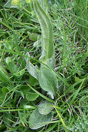 Tephroseris capitata \ Kopfiges Greiskraut, Kopfiges Steppen-Aschenkraut, F Col Agnel 22.6.2008