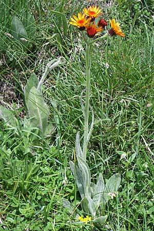 Tephroseris capitata \ Kopfiges Greiskraut, Kopfiges Steppen-Aschenkraut, F Col Agnel 22.6.2008