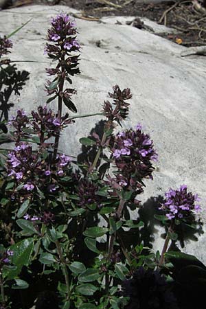Thymus praecox \ Frhblhender Thymian, Kriech-Quendel / Mother of Thyme, F Pyrenäen/Pyrenees, Eyne 9.8.2006