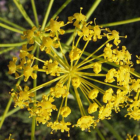 Thapsia villosa \ Behaarte Purgierdolde / Thapsia, F Maures, Bois de Rouquan 12.5.2007