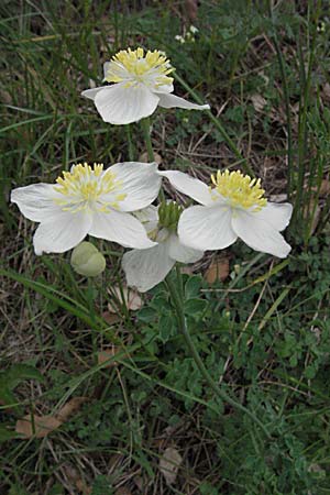 Thalictrum tuberosum \ Wiesenraute / Meadow-Rue, F Corbi&egrave;res,  Talairan 13.5.2007
