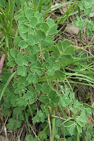 Thalictrum tuberosum \ Wiesenraute / Meadow-Rue, F Corbi&egrave;res,  Talairan 13.5.2007