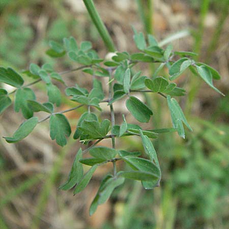 Thalictrum tuberosum \ Wiesenraute / Meadow-Rue, F Corbi&egrave;res,  Talairan 13.5.2007