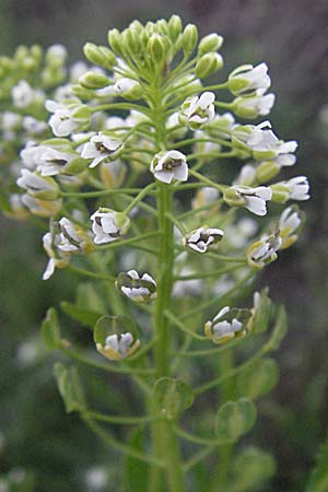 Thlaspi arvense \ Acker-Hellerkraut, Acker-Tschelkraut / Field Penny-Cress, F Pyrenäen/Pyrenees, Mont Louis 13.5.2007