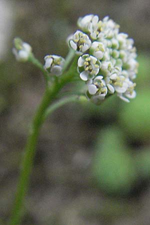 Teesdalia nudicaulis \ Kahler Bauernsenf / Shepherd's Cress, F Aubenas 16.5.2007