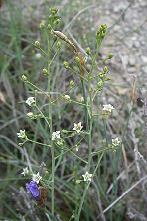 Thesium divaricatum \ Sparriger Bergflachs, Sparriges Leinblatt / Branched Bastard Toadflax, F Col de Boite 17.5.2007