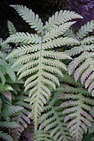 Phegopteris connectilis \ Buchen-Lappen-Farn / Beech Fern, F Vogesen/Vosges, Col de la Schlucht 5.8.2008