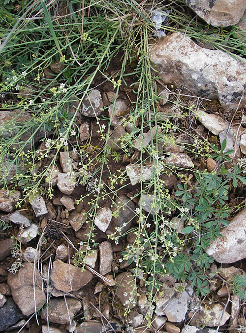 Thesium divaricatum \ Sparriger Bergflachs, Sparriges Leinblatt / Branched Bastard Toadflax, F Lapanouse-de-Cernon 31.5.2009