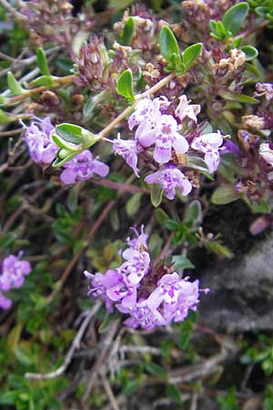 Thymus praecox \ Frhblhender Thymian, Kriech-Quendel / Mother of Thyme, F Pyrenäen/Pyrenees, Gourette 25.8.2011