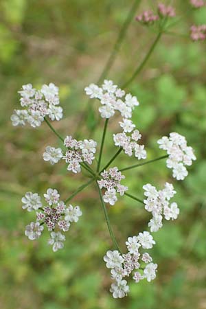 Torilis japonica \ Gewhnlicher Klettenkerbel / Upright Hedge Parsley, F Sturzelbronn 27.7.2017