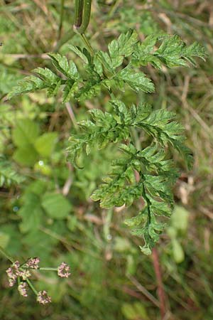 Torilis japonica \ Gewhnlicher Klettenkerbel / Upright Hedge Parsley, F Sturzelbronn 27.7.2017