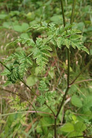 Torilis japonica \ Gewhnlicher Klettenkerbel / Upright Hedge Parsley, F Sturzelbronn 27.7.2017