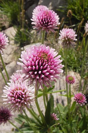 Trifolium montanum subsp. rupestre \ Felsen-Berg-Klee, F Col de la Bonette 8.7.2016
