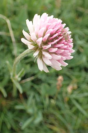 Trifolium montanum subsp. rupestre \ Felsen-Berg-Klee, F Col de la Bonette 8.7.2016