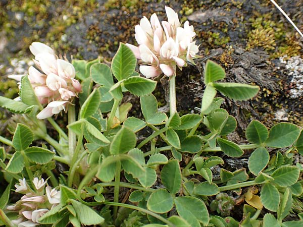 Trifolium thalii \ Rasiger Klee, Alm-Klee / Thal's Clover, F Col de la Bonette 8.7.2016