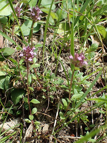 Thymus praecox \ Frhblhender Thymian, Kriech-Quendel / Mother of Thyme, F Pyrenäen/Pyrenees, Canigou 24.7.2018
