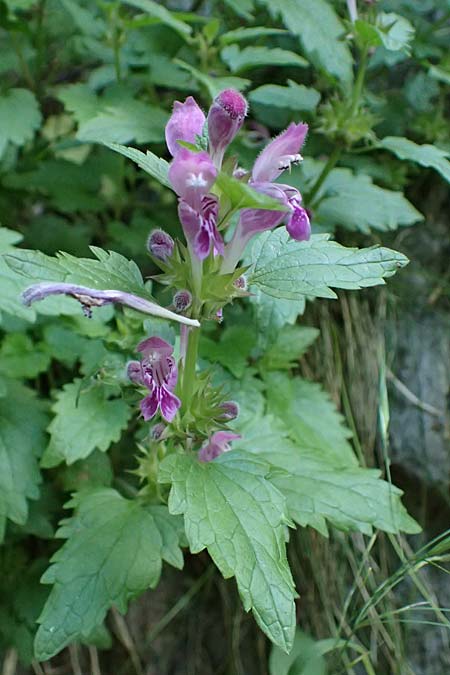 Lamium hybridum \ Eingeschnittene Taubnessel, Bastard-Taubnessel / Cut-Leaved Dead-Nettle, F Tende 17.5.2026