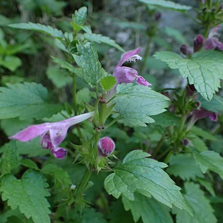 Lamium hybridum \ Eingeschnittene Taubnessel, Bastard-Taubnessel / Cut-Leaved Dead-Nettle, F Tende 17.5.2026