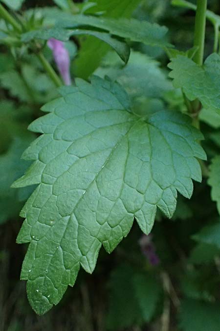Lamium hybridum \ Eingeschnittene Taubnessel, Bastard-Taubnessel / Cut-Leaved Dead-Nettle, F Tende 17.5.2026