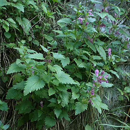 Lamium hybridum \ Eingeschnittene Taubnessel, Bastard-Taubnessel / Cut-Leaved Dead-Nettle, F Tende 17.5.2026