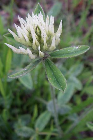Trifolium ochroleucon \ Blagelber Klee / Sulphur Clover, F Pyrenäen/Pyrenees, Querigut 27.6.2008